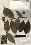 Alibertia edulis (Rich.) A. Rich. ex DC., Guatemala, R. Tún Ortíz 1273, F